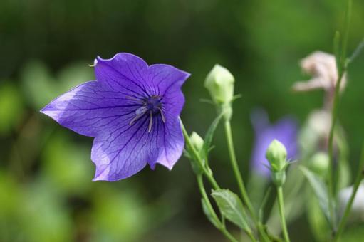 Photo, campanulaceae, flower, bellflower family, 