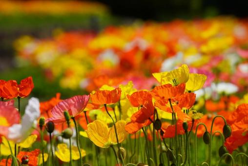 Yamaguchi Flower Land (Poppies), JPG Yamaguchi Flower Land (Poppies), JPG