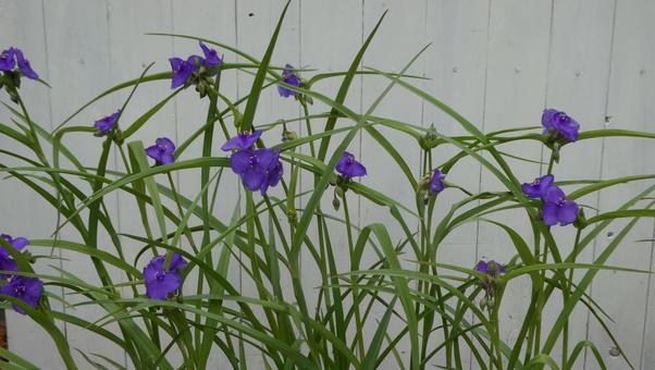 ムラサキツユクサの花 ムラサキツユクサの花の写真