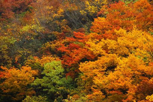 Autumn colors, JPG Autumn colors, autumn leaves, yellow leaves, red, JPG
