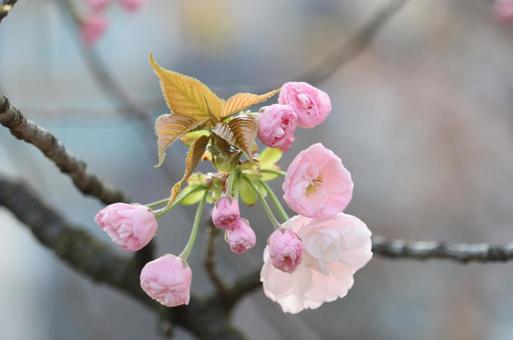 桜8 桜8の写真