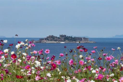 軍艦島（端島）展望所のコスモス コスモス,秋桜,コスモス園の写真素材