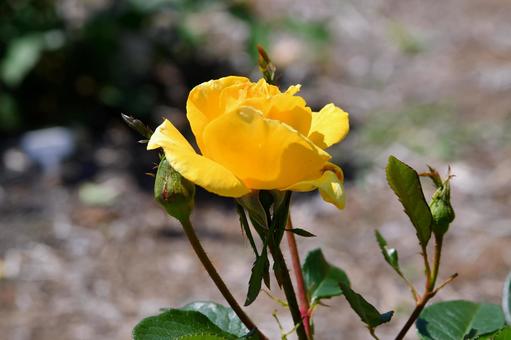 薔薇 金閣 薔薇 金閣 薔薇,金閣,黄色の写真素材
