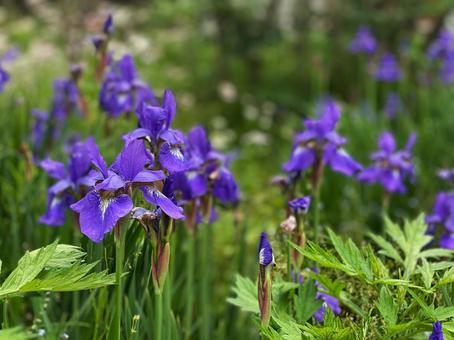 アヤメ アヤメ,菖蒲,網目模様の写真素材