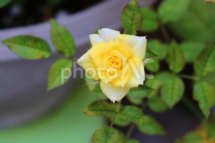 街に咲くお花たち　バラ⑥　黄色 バラ,黄色,白の写真素材