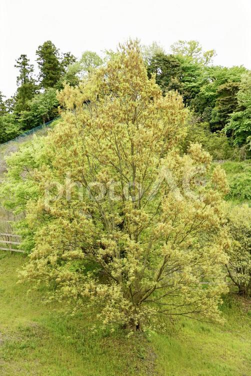 木を上から撮影 木,上から,植物の写真素材