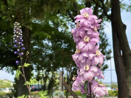 デルフィニウム デルフィニウム デルフィニウム,花,植物の写真素材