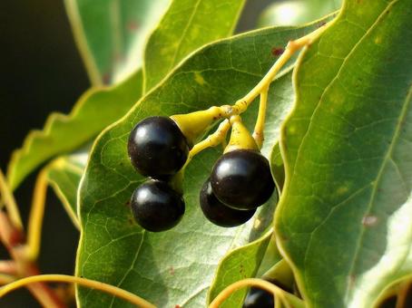 熟したクスノキの果実 クスノキ,実,果実の写真素材