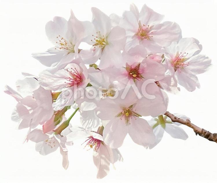 桜（PSDは切抜用パス付） 桜,パス,春の写真素材