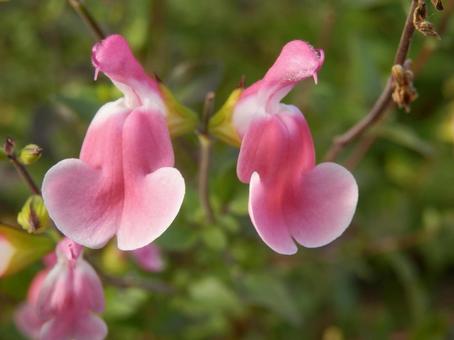 【花の写真】チェリーセージ チェリーセージ,植物,花の写真素材