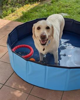 水遊びする犬 水遊びする犬 水遊び,プール,ラブラドールの写真素材