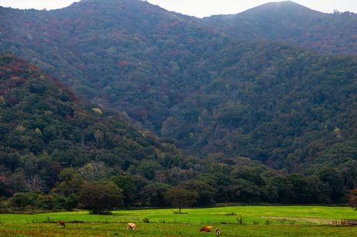 秋の放牧地 放牧,牛,馬の写真素材