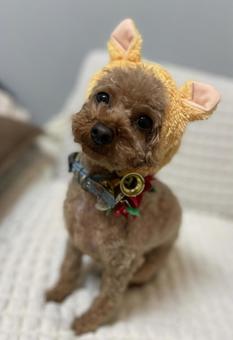 クリスマスコスプレ犬 トイプードル,犬,癒しの写真素材