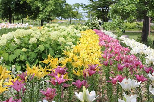 ゆり44 ゆり44の写真