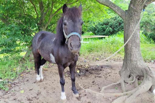 ポニー ポニー,馬,干支の写真素材