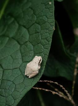 かえる 自然,カエル,アマガエルの写真素材