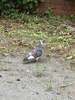 公園の鳩 公園の鳩の写真