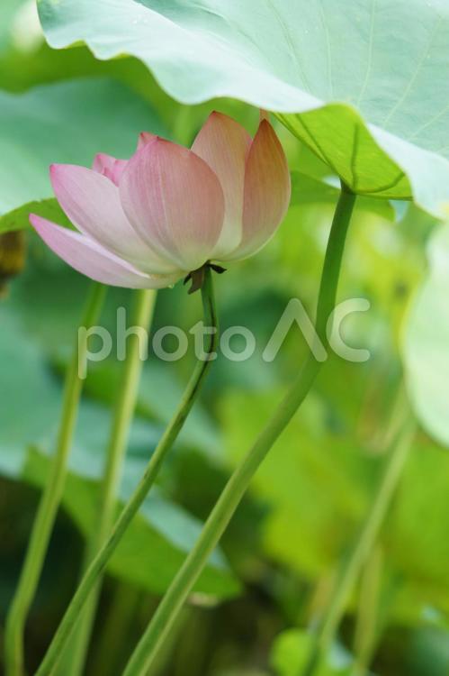 恥ずかしそうに葉の下に隠れる乙女のような蓮の花 蓮の花,初々しい,乙女の写真素材