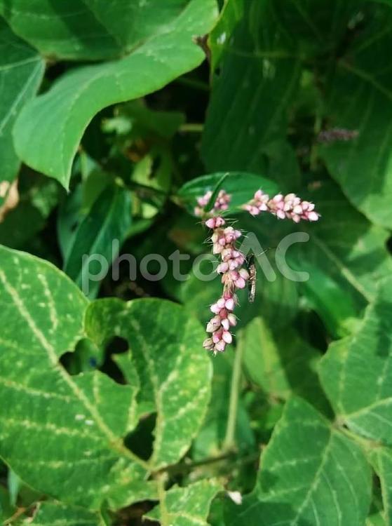 花　イズタデ　いぬたで　犬蓼　アカマンマ　赤飯　あなたの役に立ちたい 秋,花,イズタデの写真素材