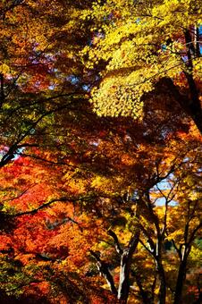 黄イチョウが際立つ回廊 空,富士山,風景の写真素材