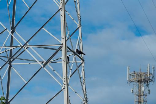 鉄塔で羽を休めるカラスのカップル 鉄塔で羽を休めるカラスのカップル カラス,野鳥,鳥の写真素材