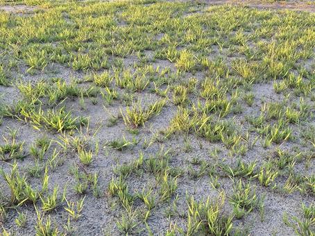 スズメノヒエ スズメノヒエの写真