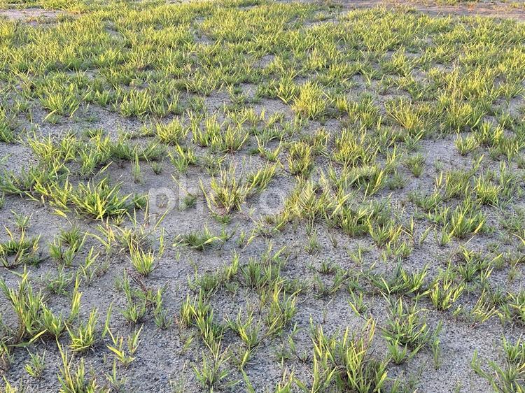 スズメノヒエ 雑草,スズメノヒエ,たくさんの写真素材