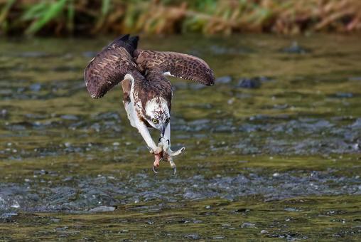 秋の川にダイブするミサゴ 秋の川にダイブするミサゴの写真