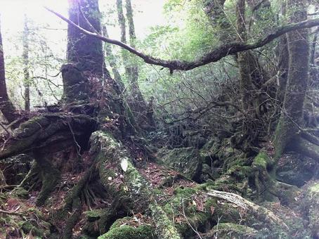 屋久島の森の中04 屋久島の森の中04の写真