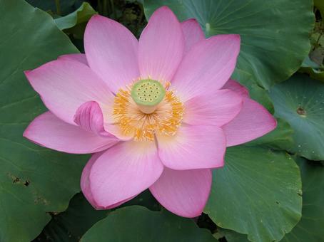 蓮の花3 蓮の花3の写真