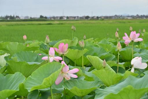 蓮の花 蓮の花の写真