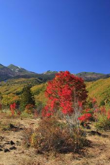 紅葉した乗鞍高原のオオカエデの木 乗鞍高原,紅葉,秋の写真素材