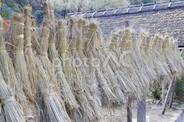   稲わら干し 稲わら干し,稲わら,田舎の写真素材