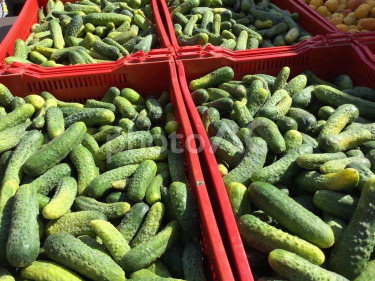 きゅうり（東欧の市場にて） きゅうり,朝市の野菜,市場の写真素材