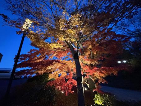 伊香保温泉の紅葉のライトアップ 紅葉,もみじ,ライトアップの写真素材