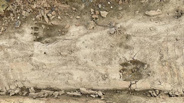 生き物NM18 動物,足跡,害獣の写真素材