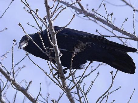 Photo, crow, bird, blue sky, 