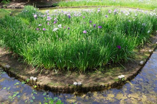 6月下旬の栗林公園の花菖蒲園 6月下旬の栗林公園の花菖蒲園の写真