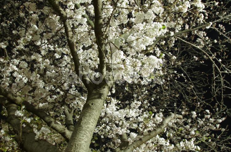 ライトアップされた桜をローアングルで見る 夜桜,サクラ,ライトアップの写真素材