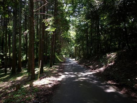 林道 林道,森林,風景の写真素材