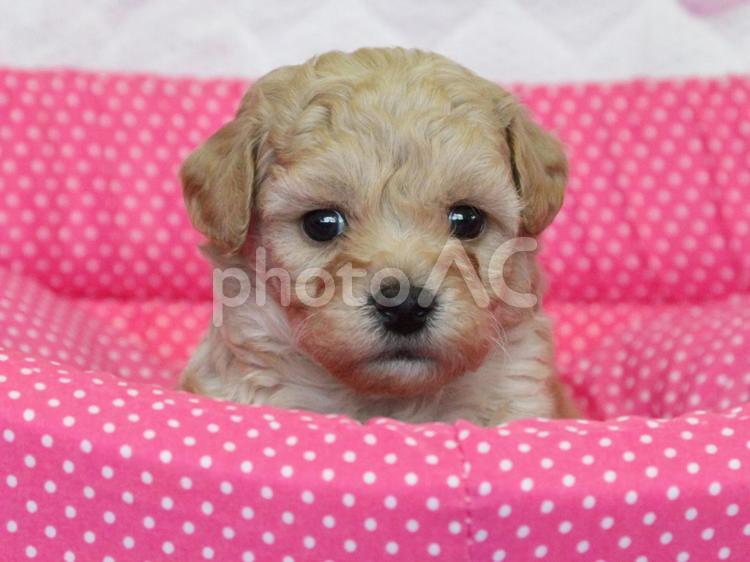 カメラ目線のプードルの子犬 ペット,犬,トイプードルの写真素材
