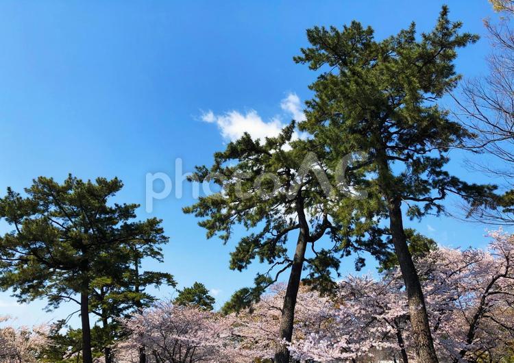 桜と松と空01 松,桜,空の写真素材
