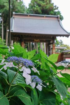 Hydrangea, JPG Hydrangea, JPG