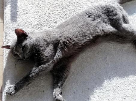 ロシアンブルー ロシアンブルー,猫,ネコの写真素材