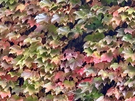 秋 紅葉 秋 紅葉の写真