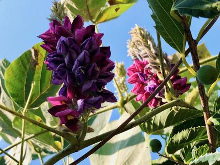 クズの開花 クズの開花の写真