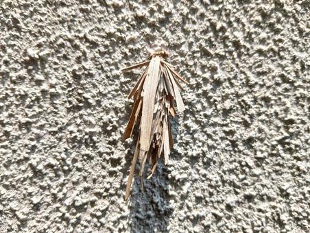 ミノムシ ミノムシ,蛾の幼虫,オオミノガの写真素材