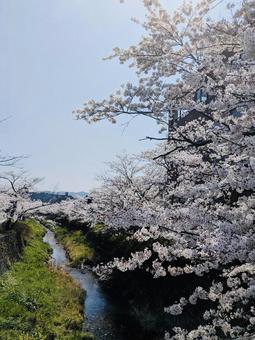 一の坂川 一の坂川 山口県,大内弘世,ゲンジボタルの写真素材