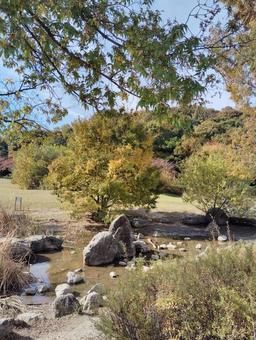 公園の風景 緑,秋,植物の写真素材