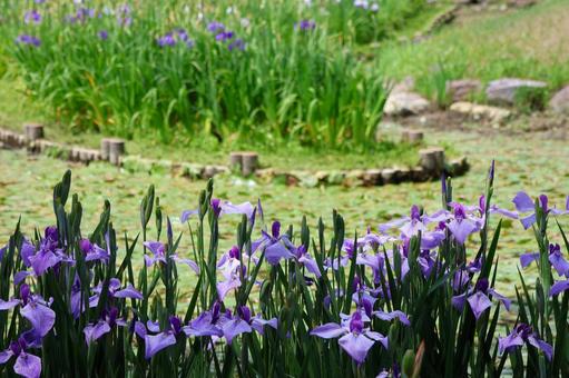 6月下旬の栗林公園の花菖蒲園 6月下旬の栗林公園の花菖蒲園の写真
